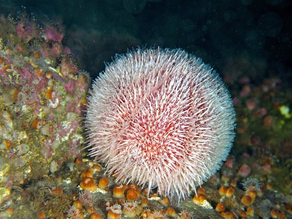 European edible sea urchin