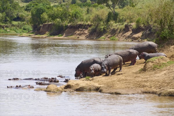 Hippos