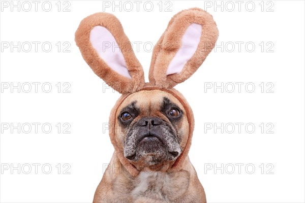 French Bulldog dog wearing Easter bunny costume ears headband on white background