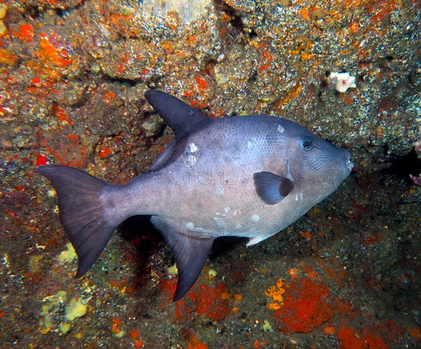 Ocean triggerfish