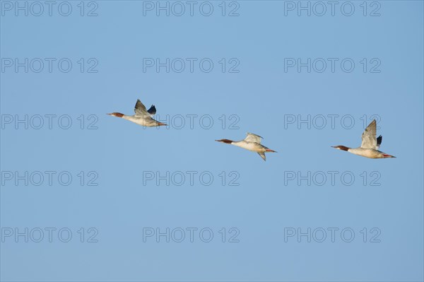 Common merganser