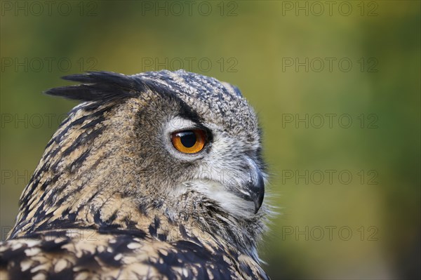 Eurasian eagle-owl