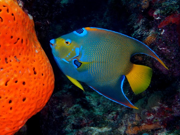 Queen Angelfish