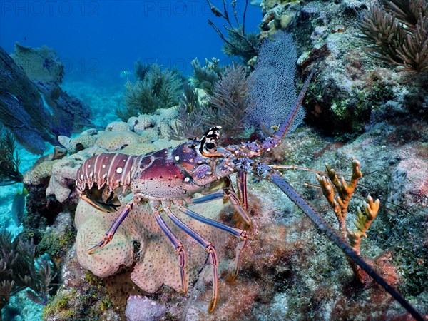 Caribbean spiny crayfish