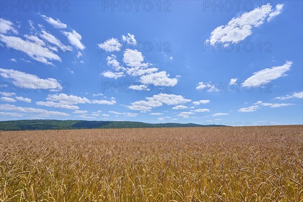 Landscape with spelt field