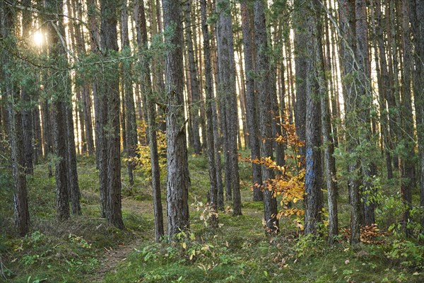 Yellow autumn tree with Tree trunks of the Scots pine