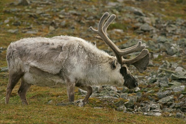 Svalbard reindeer