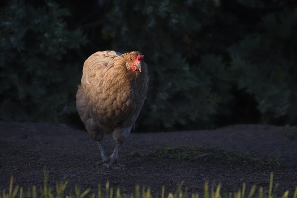 A free-range chicken runs in a sunspot at golden hour