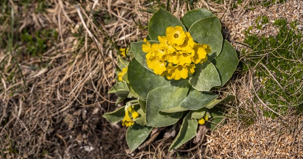 Yellow auricula