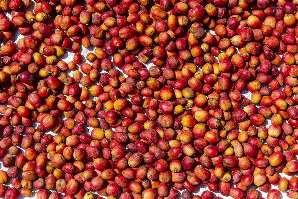 Drying coffee beans