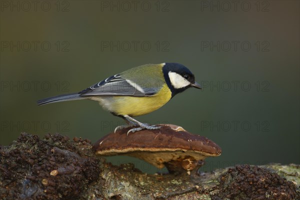 Great tit