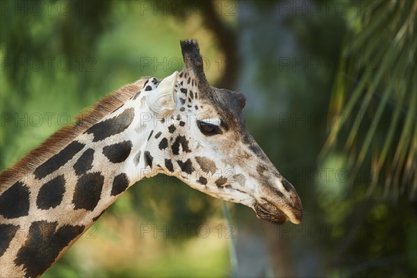 Reticulated giraffe