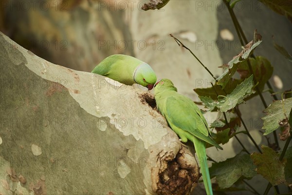 Monk parakeet