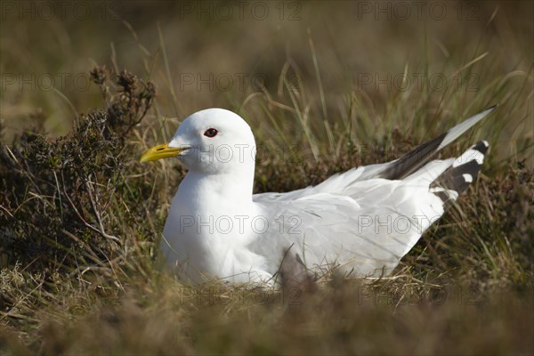 Common gull