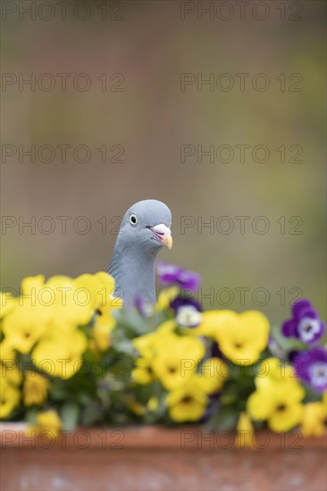 Wood pigeon