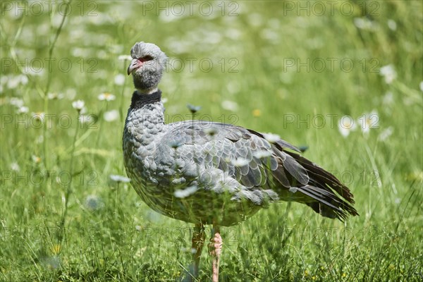 Southern screamer