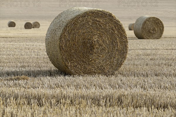 Grain field