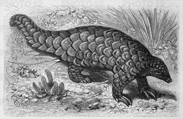 Chinese pangolin