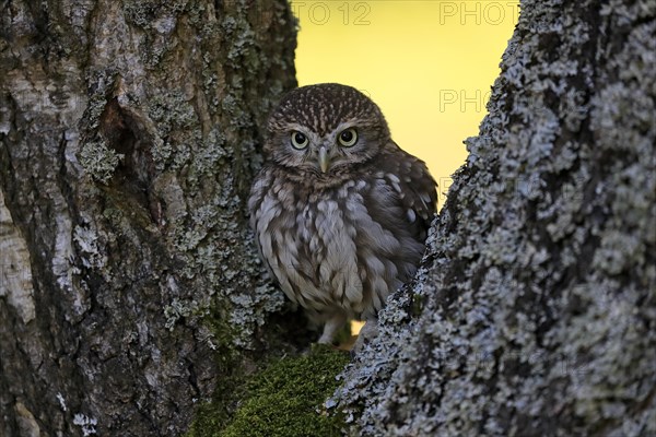 Pygmy Owl