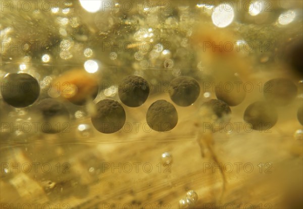 Spawning lines Common toad