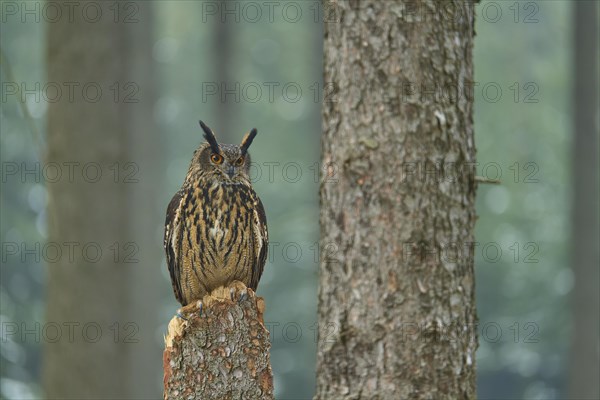 Eurasian eagle-owl