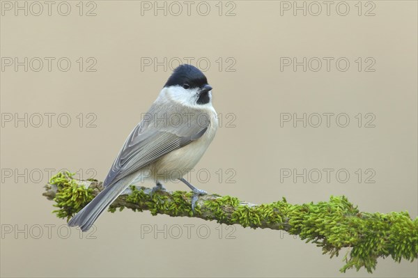 Marsh tit