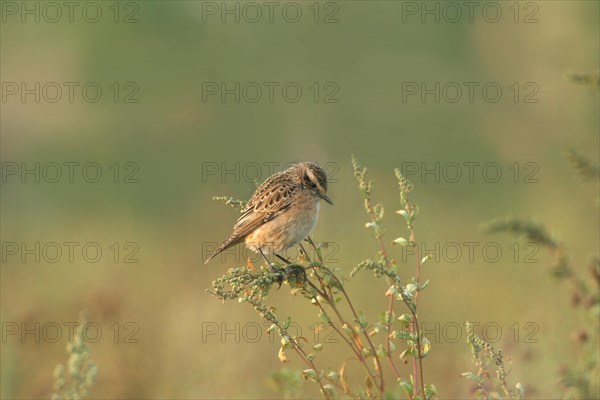 Whinchat