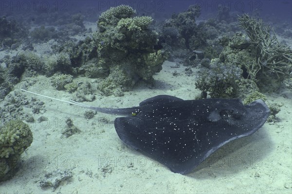 Blackspotted stingray