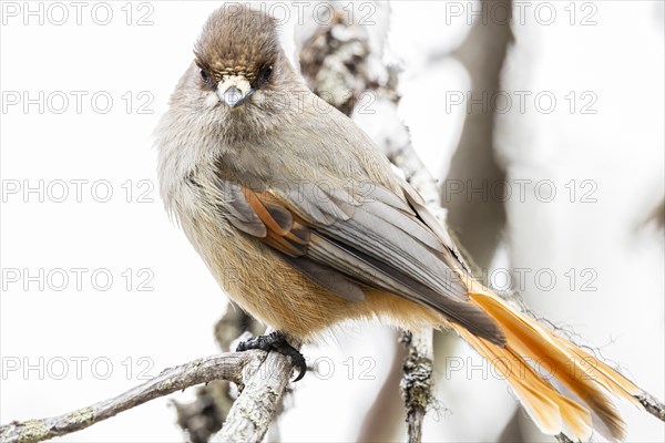 Siberian jay