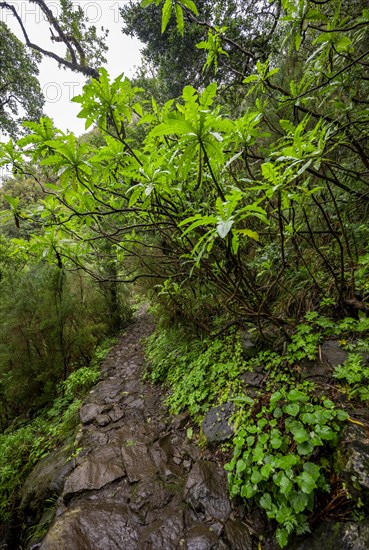 DIchter forest with giant sow thistle