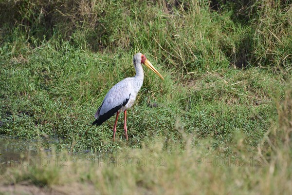 African yellow-billed stork