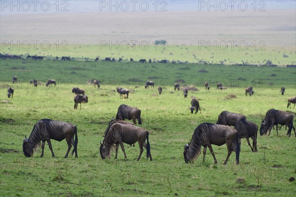 Blue wildebeest