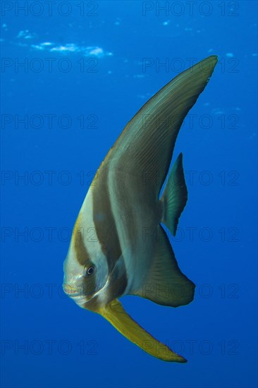 Orbicular batfish