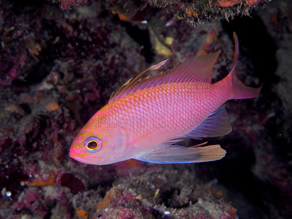 Mediterranean basselet