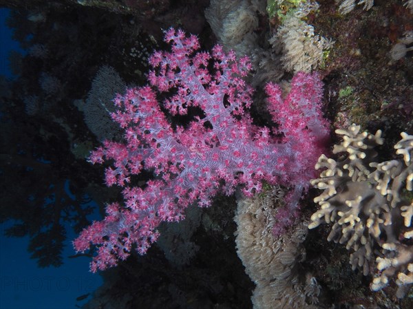 Hemprich's tree coral