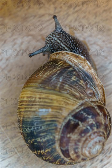 Close-up of a snail on a wooden table