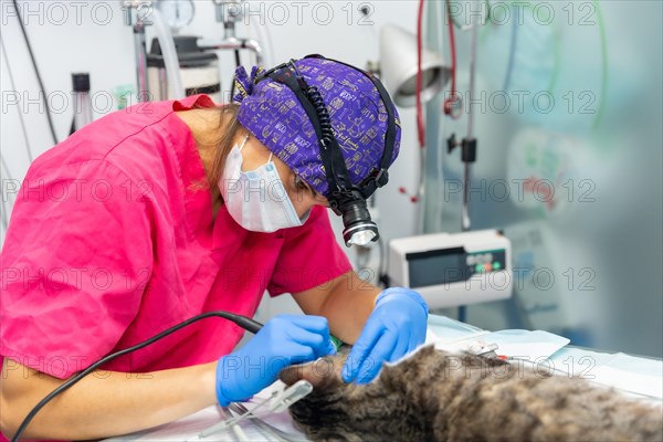 Veterinary clinic with a cat