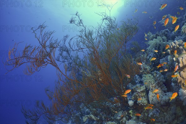 Black bushy black coral