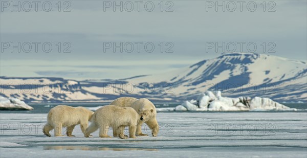 Polar bears