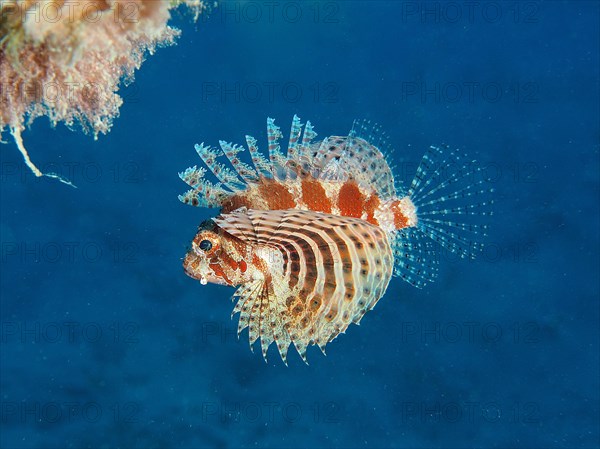 Lionfish Red Sea Dwarf Lionfish