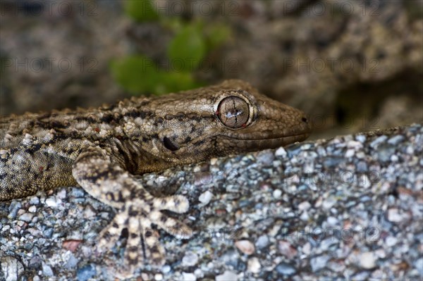 Common wall gecko