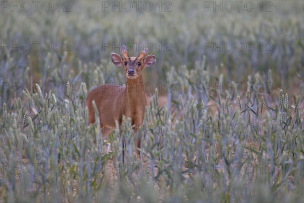 Muntjac