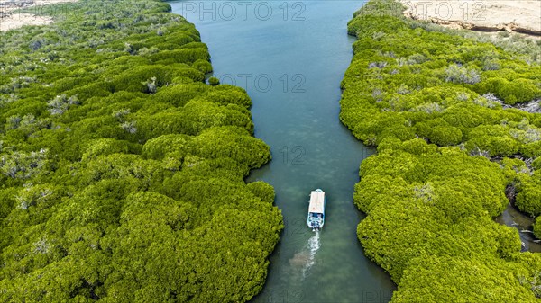 Aerial of the Mangrove forest