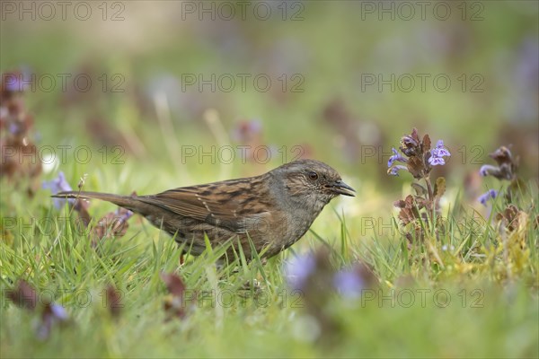 Dunnock or Hedge sparrow