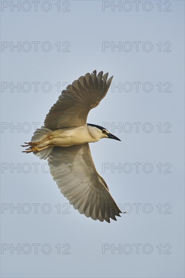 Black-crowned night heron