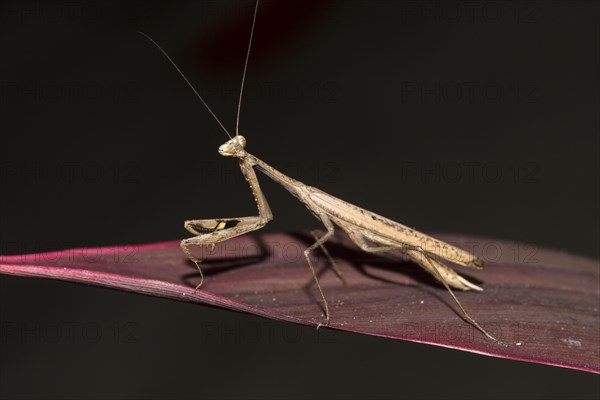 Asian jumping mantis