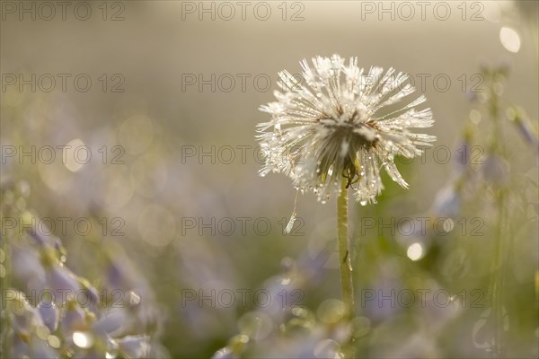 Withered dandelion