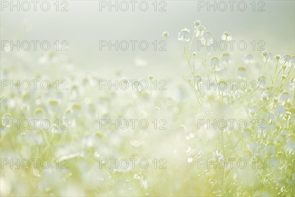 Blue chamomile