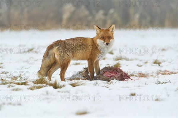 Red fox