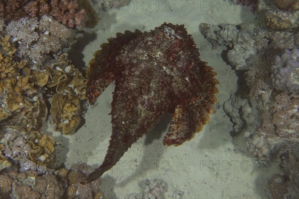 Reef stonefish